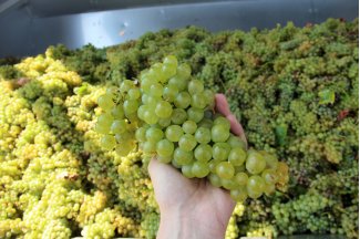 vino